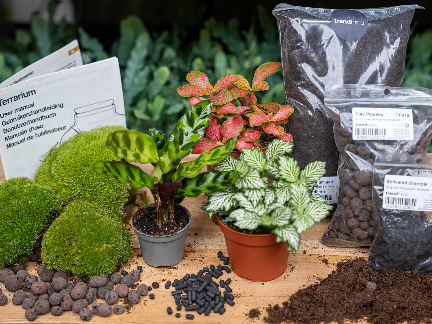 Urbanjungl Calathea Lancifolia terrarium startpakket 3 planten L/XL