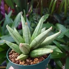 The Natural World Sansevieria Hedgehog kamerplant sterk