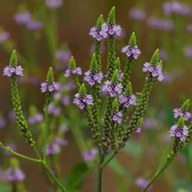 The Natural World Verbena officinalis ijzerhardplant P9