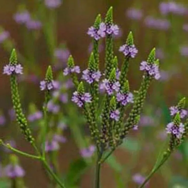The Natural World Verbena officinalis ijzerhardplant P9