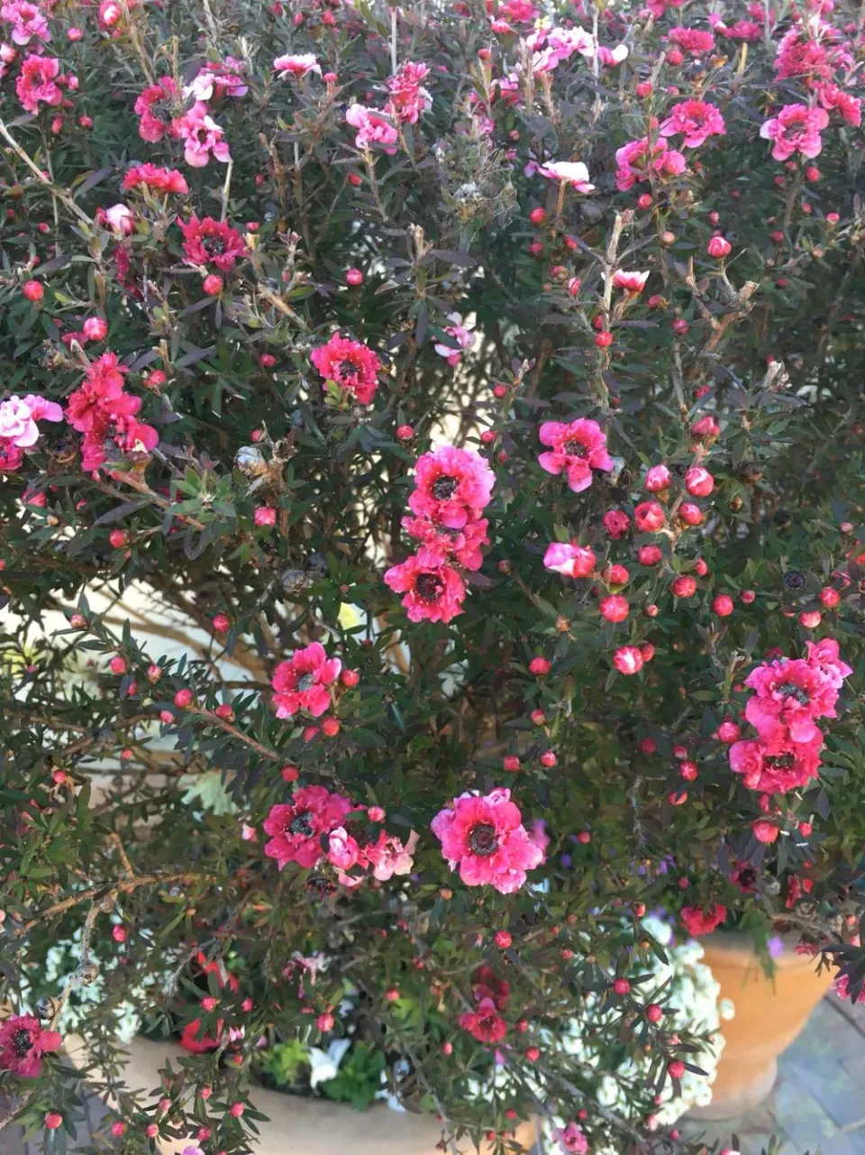 The Natural World Ballerina theeboom plant roze