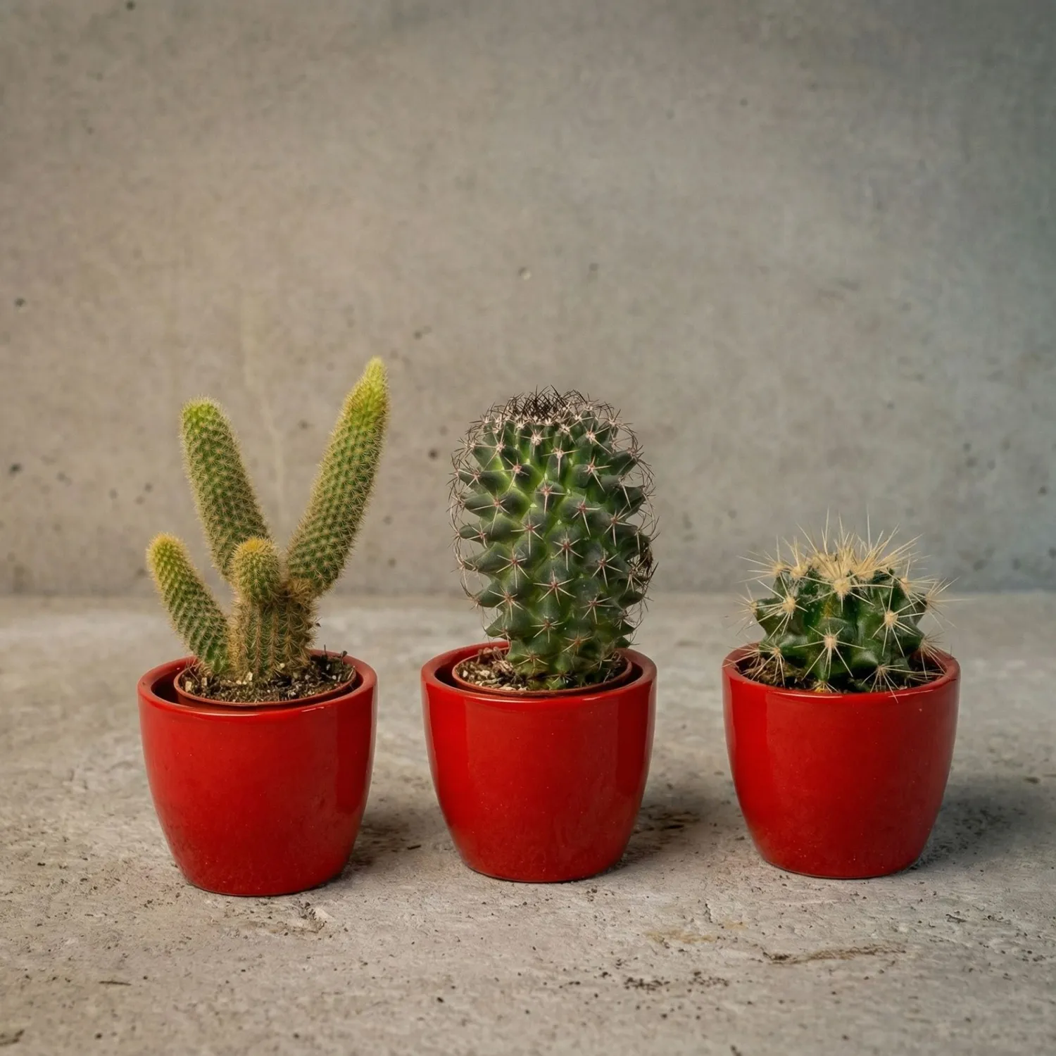Urbanjungl Cactussen cactusset 3 stuks met rode pot 8-12 cm