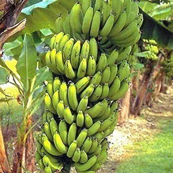 The Natural World Grande Nain bananenplant dwerg