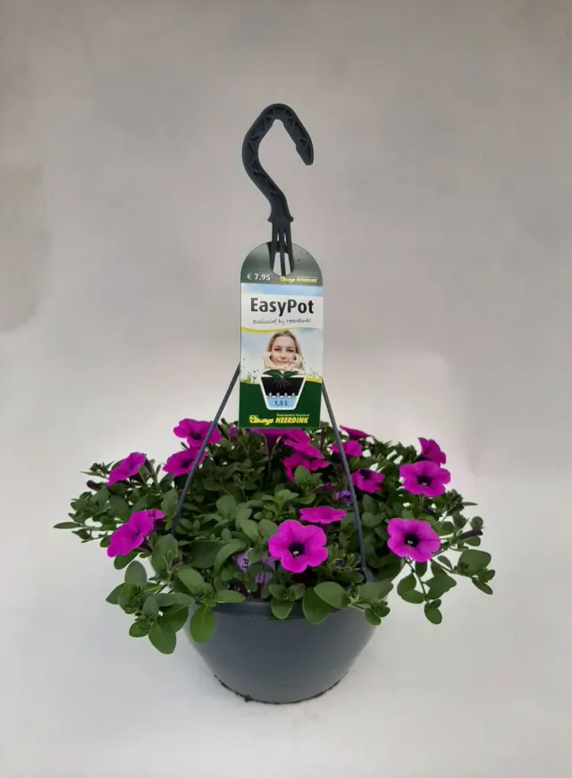 Tuincentrum Heerdink Dekko Paars hangpetunia paars