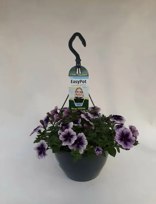 Hangpetunia purple vein balkonplant paars hangplant