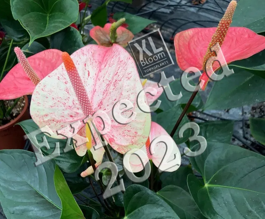 XL-Bloom XL.Opa.4 Paris Splash stekje bont