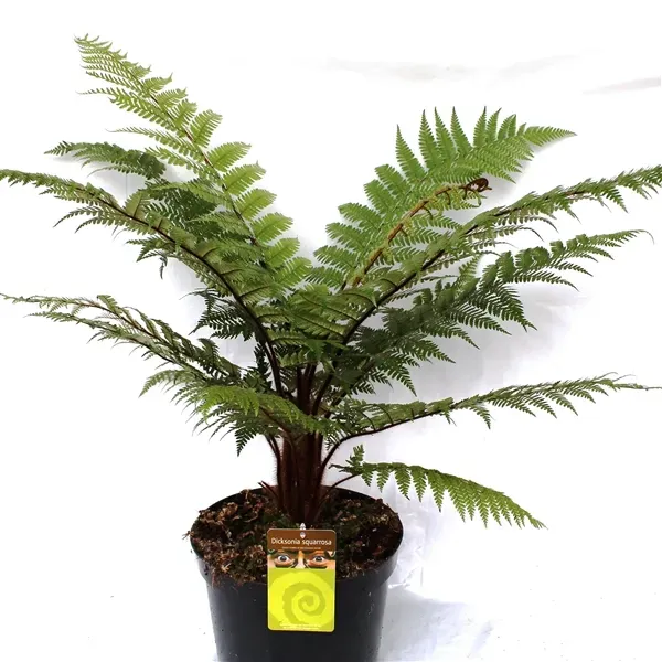 The Natural World Dicksonia squarrosa varen winterhard
