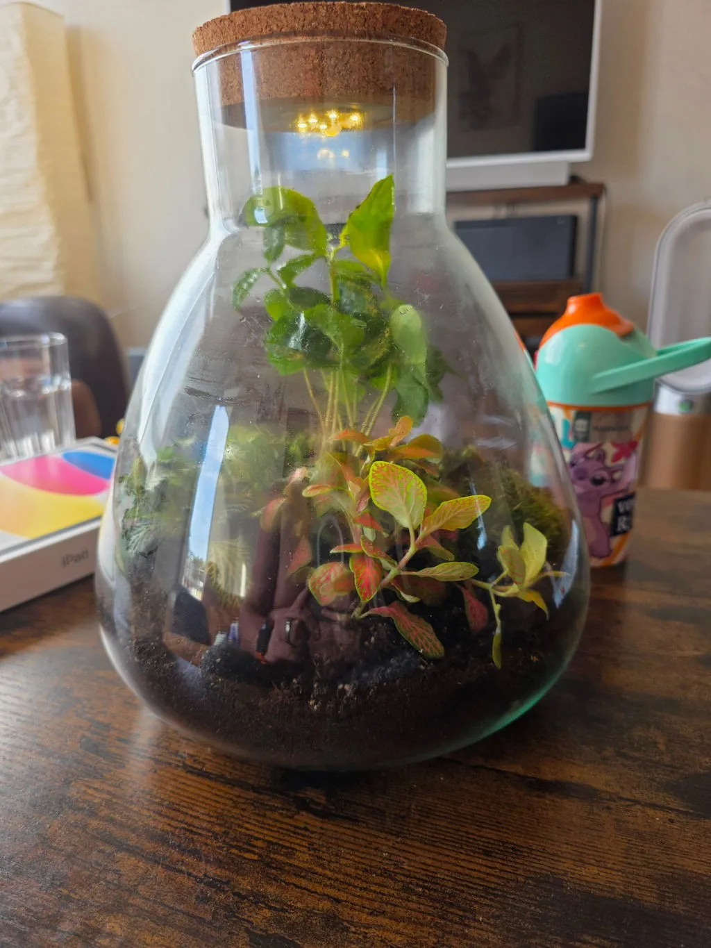 Urbanjungl Sam Coffea plantenterrarium DIY kit met licht 24 cm