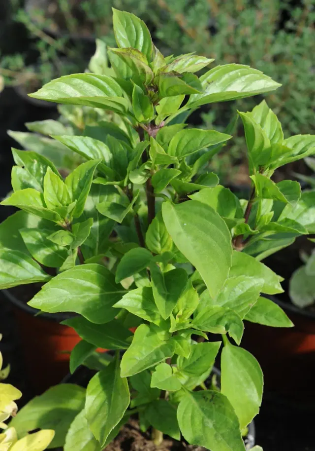 The Natural World Ocimum x hybrida Tauris basilicumplant