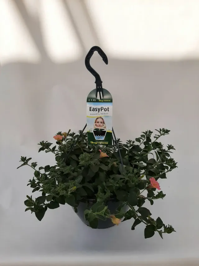 Tuincentrum Heerdink Dekko Sorbet hangpetunia balkon
