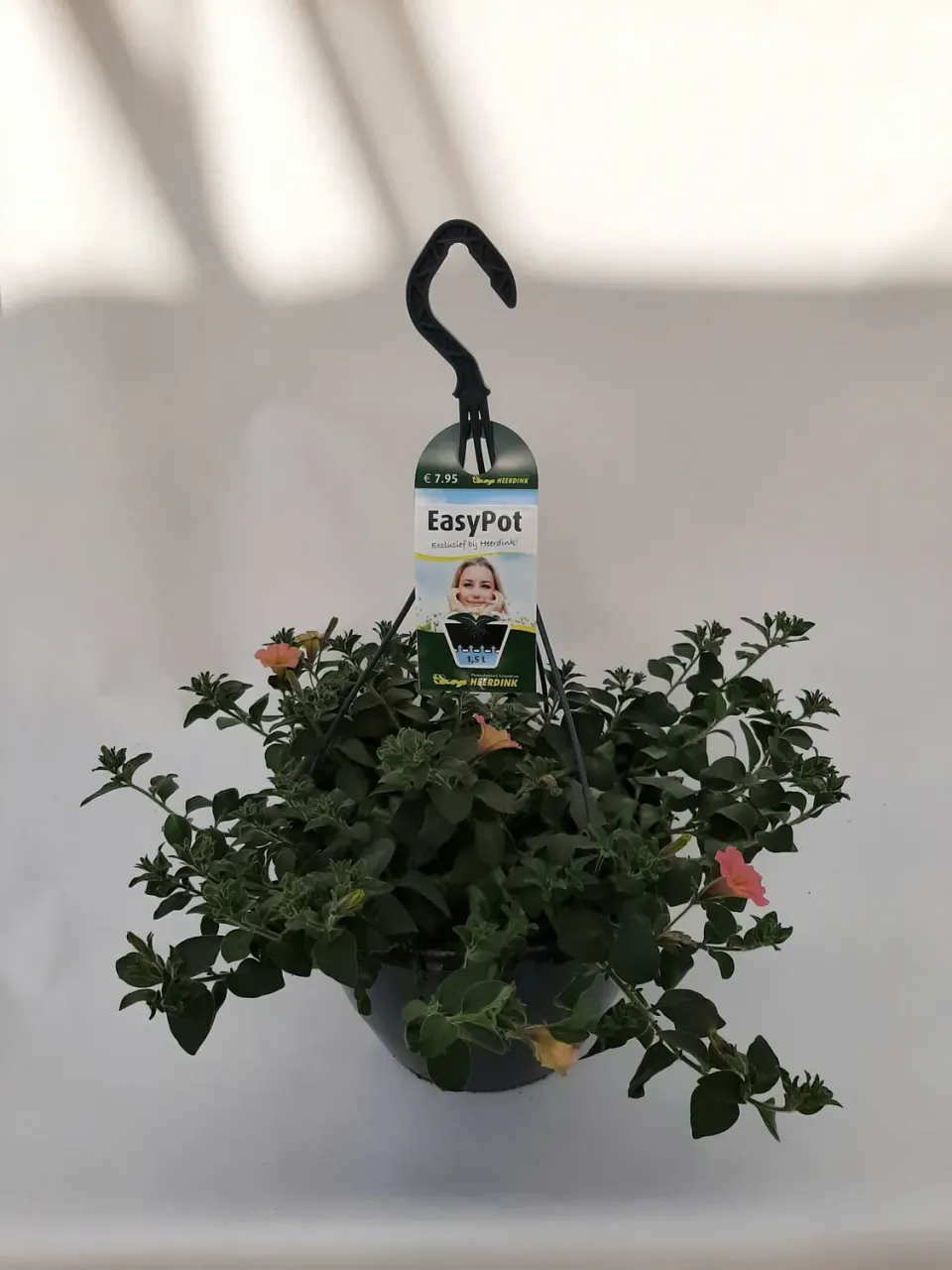 Tuincentrum Heerdink Dekko Sorbet hangpetunia balkon