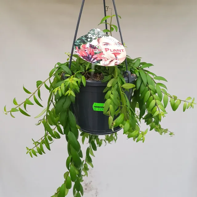 Aeschynanthus Japhrolepis lipstickplant hangplant