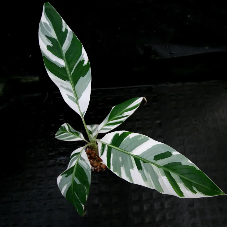The Natural World Florida Variegata bananenplant bont