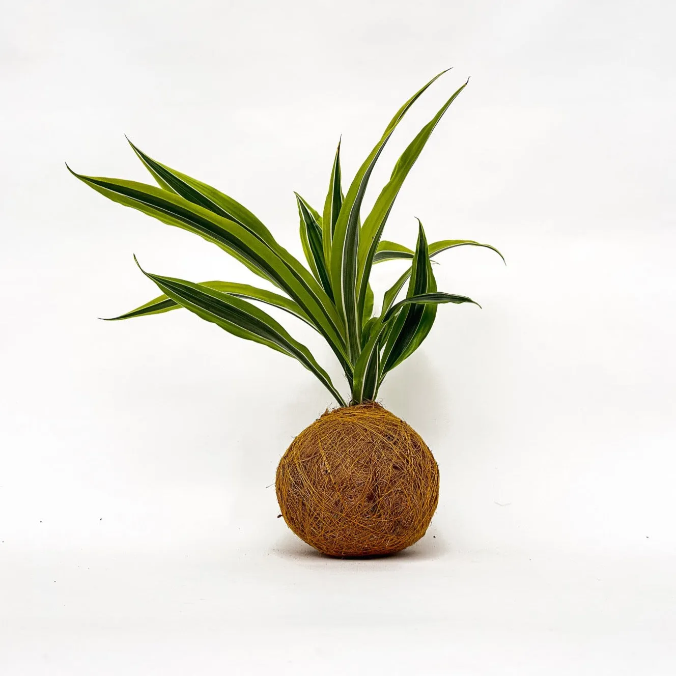 House of Koko Lemon Lime kokedama zonder schaaltje
