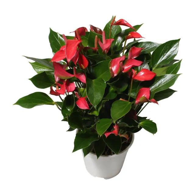 XL-Bloom YoungPlants XL.67 Trillions Red kamerplant jong rood
