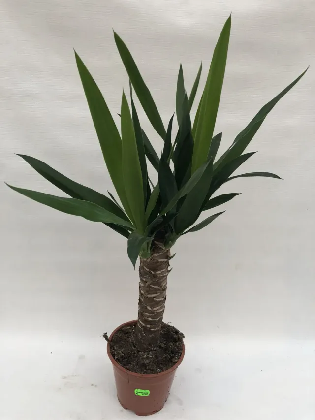 Yucca elephantipes palmlelie kamerplant 50 cm stam