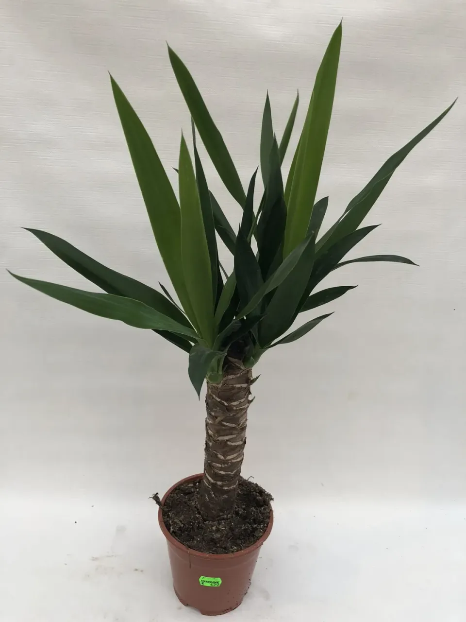 Yucca elephantipes palmlelie kamerplant 50 cm stam