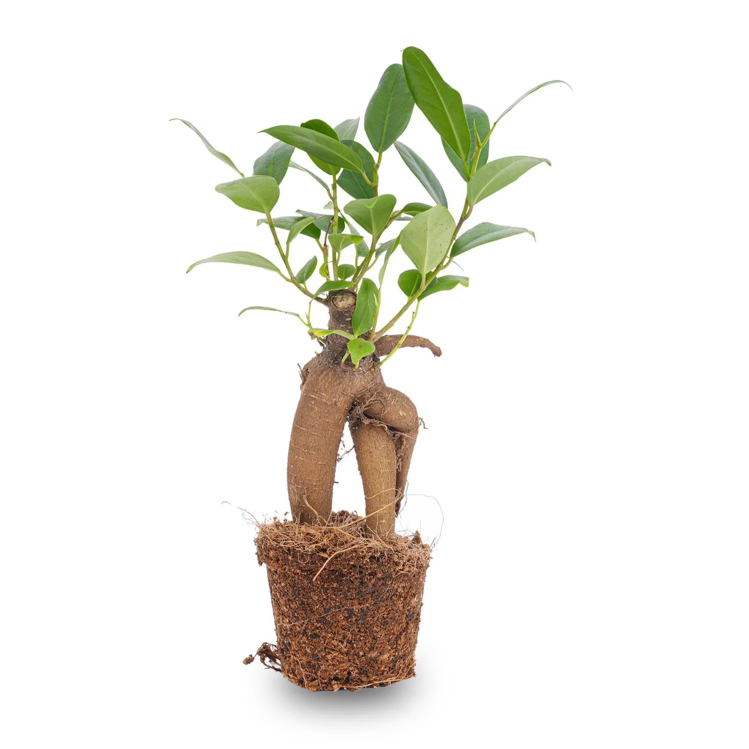 Urbanjungl Ficus Ginseng bonsai Microcarpa Ø 6 cm 15 cm