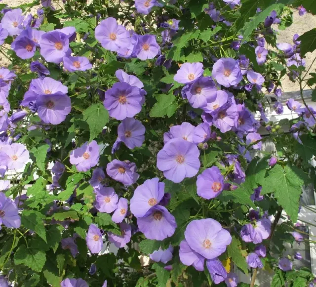 The Natural World Suntense abutilon plant P9 paars
