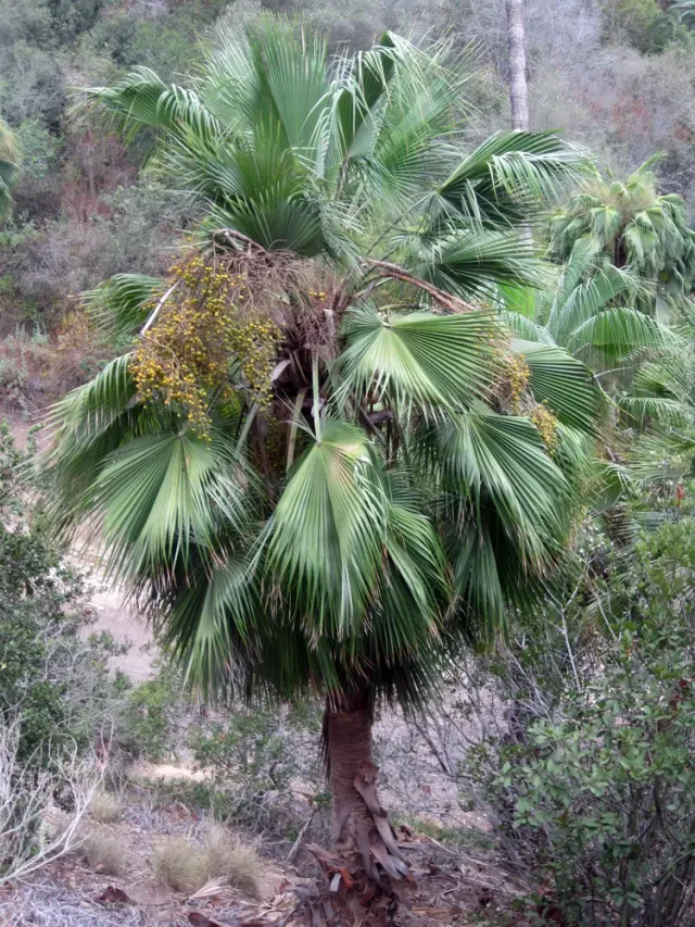 The Natural World Brahea edulis palm Guadalupe eetbaar