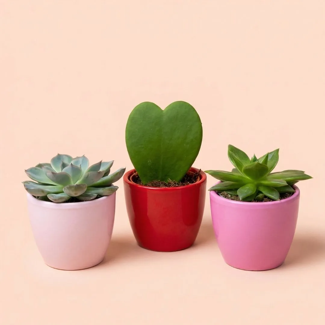 Urbanjungl Love plant set 3x mini pot Hoya Kerrii hart roze