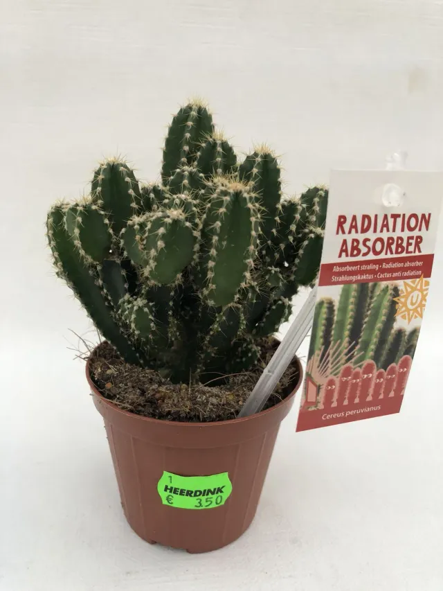 Tuincentrum Heerdink Cereus Florida zuilcactus 15 cm groen
