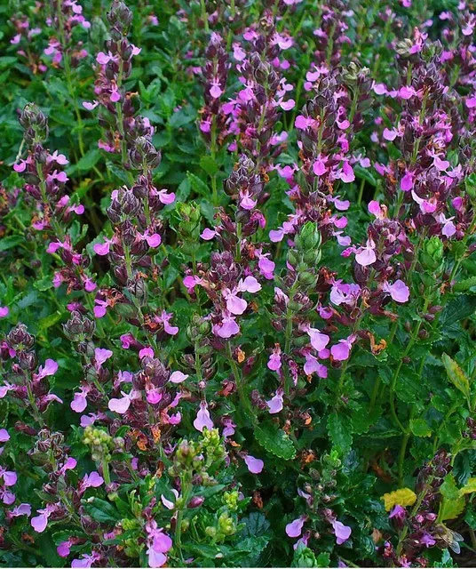 The Natural World Teucrium chamaedrys plant groenblijvend