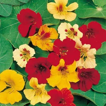 The Natural World Oost-Indische kers Tom Thumb plant