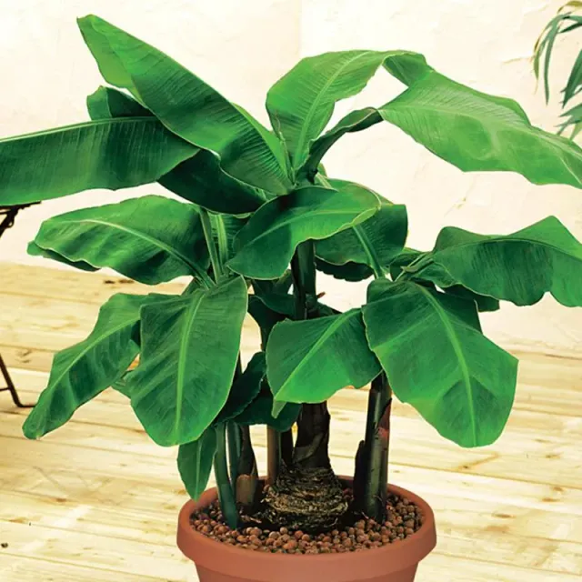 The Natural World Musa Dwarf Cavendish dwergbanaan plant