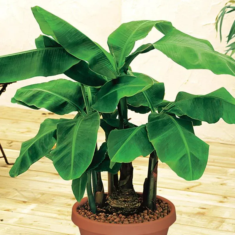 The Natural World Musa Dwarf Cavendish dwergbanaan plant