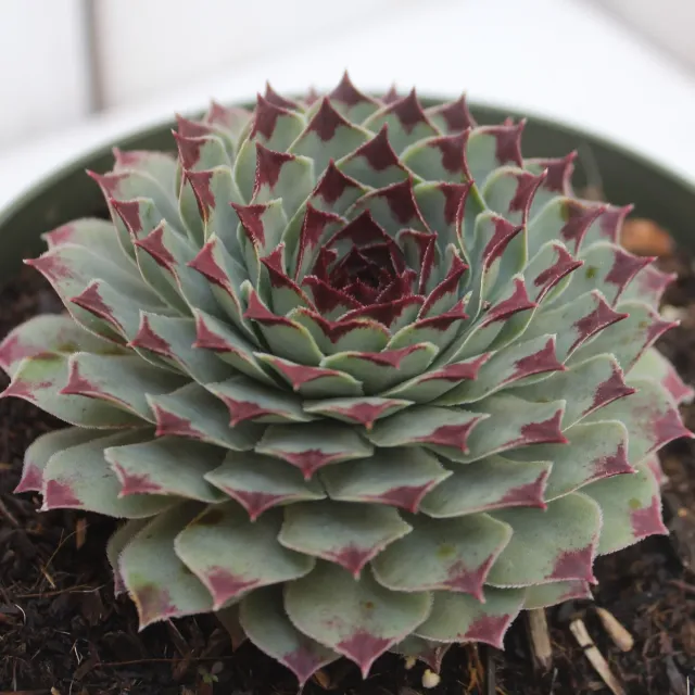 The Natural World Sempervivum calcareum vetplant P9 blauw