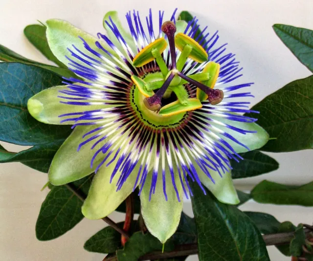 The Natural World passiebloem plant eetbaar balkon