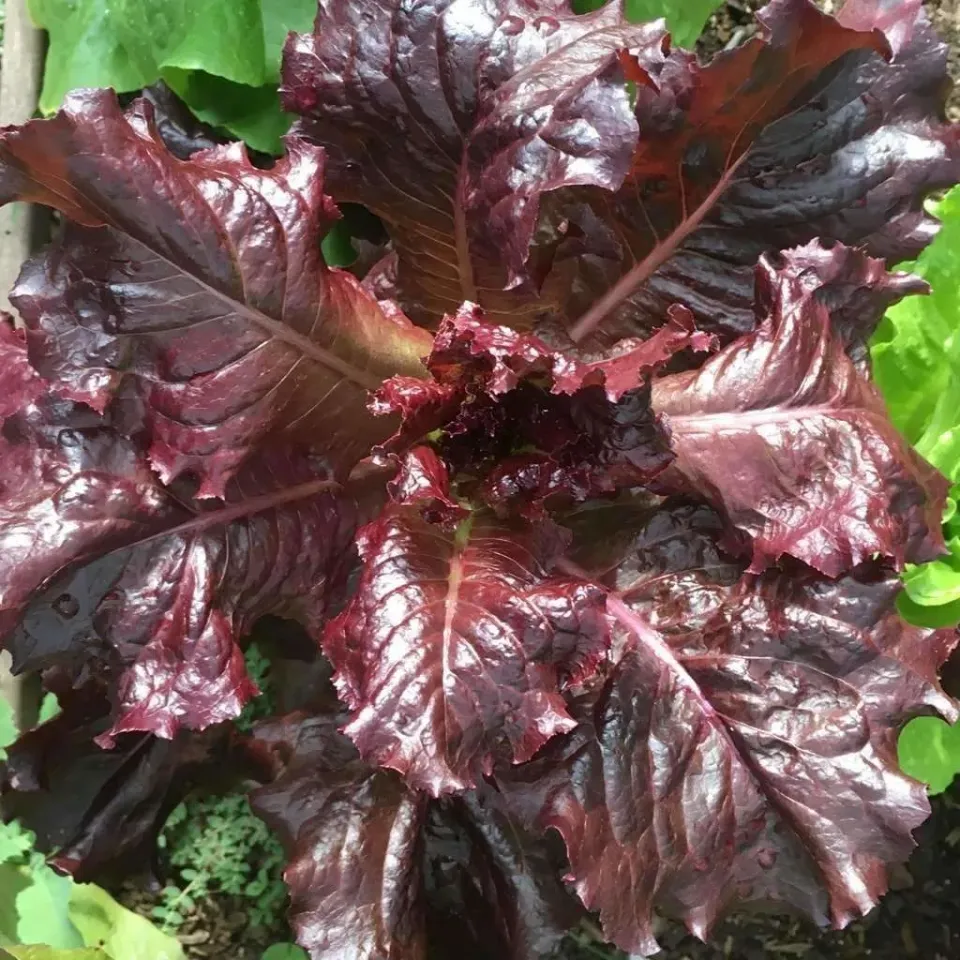 The Natural World Basilicum Red Lizzy plant rood
