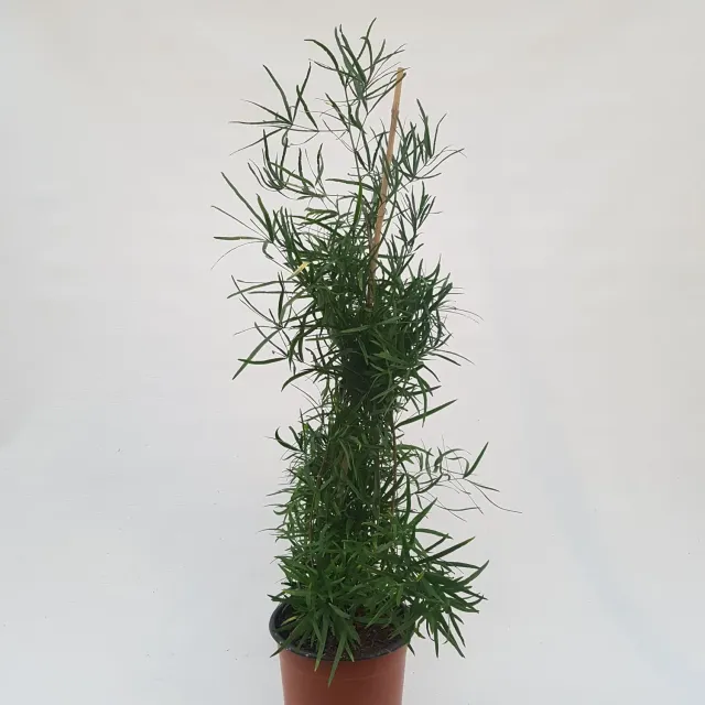 Tuincentrum Heerdink Asparagus falcatus aspergeplant klimplant groen