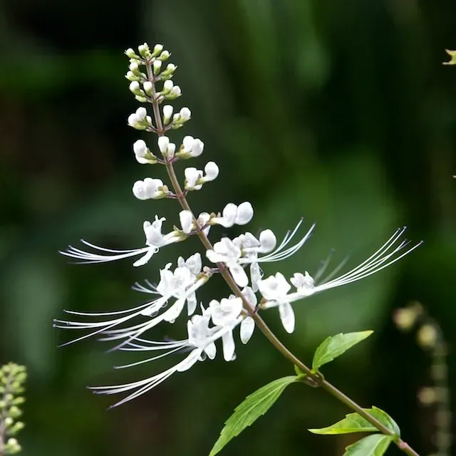 The Natural World Orthosiphon grandiflorus plant P9