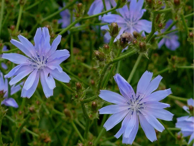 The Natural World Cichorium intybus cichorei plant P9