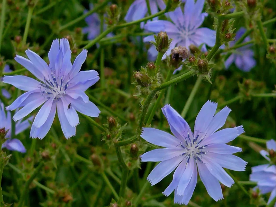 The Natural World Cichorium intybus cichorei plant P9