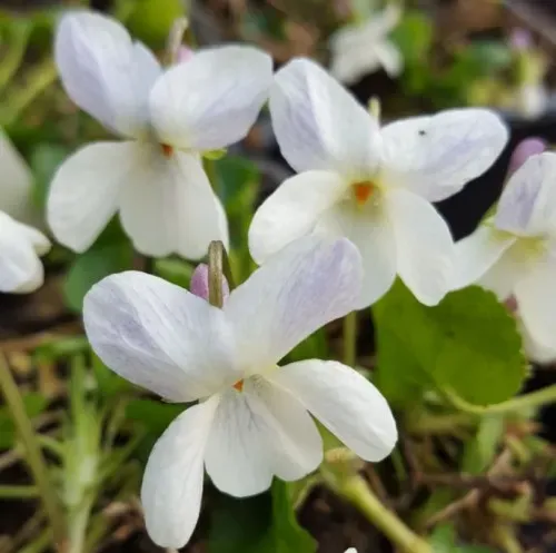 The Natural World Alba viooltje P9 wit geurend
