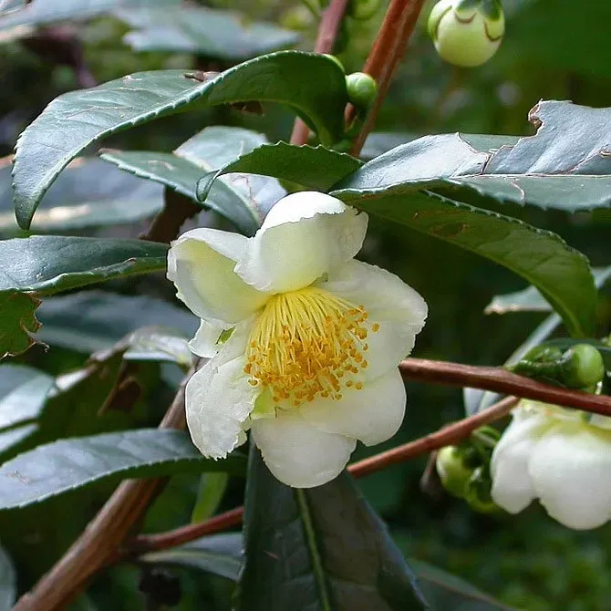 The Natural World Camellia sinensis var assamica theeplant