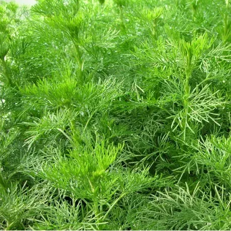 The Natural World Artemisia abrotanum P9 citroenkruid