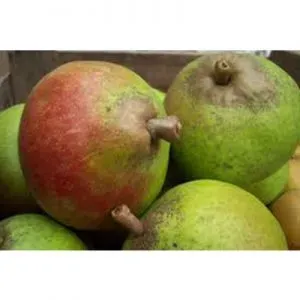 Pyrus Zoete Brederode stoofpeer boom