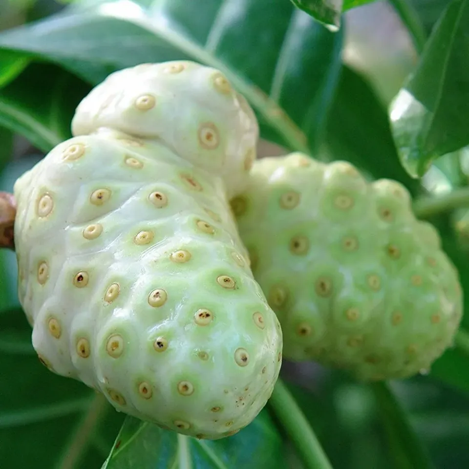 The Natural World Noni plant Indische moerbei eetbaar