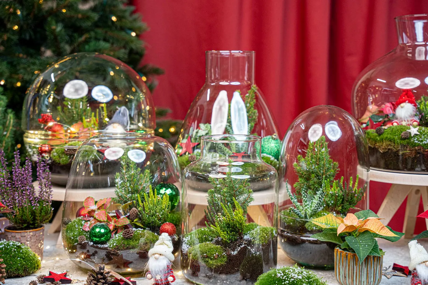 Urbanjungl Evergreen kerst terrarium DIY kit kurk