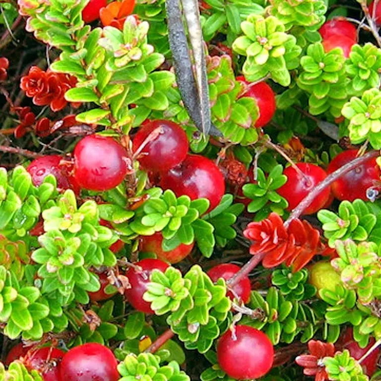 The Natural World McFarlin cranberryplant veenbes