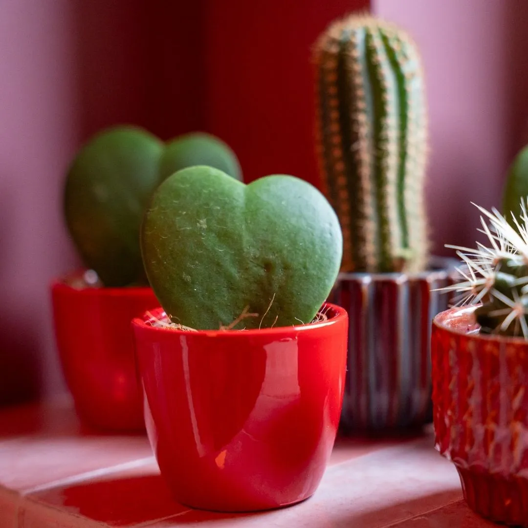 Urbanjungl Love plant set 3x mini pot Hoya Kerrii hart roze