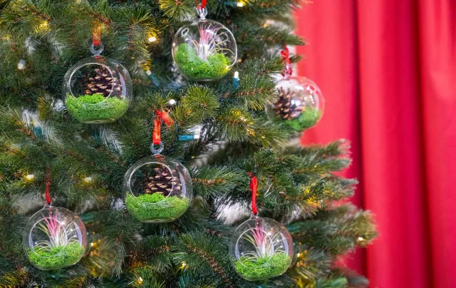 Urbanjungl Kerstbal glas hangend met airplant en mos