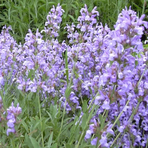 The Natural World Salvia lavandulifolia P9 plant eetbaar