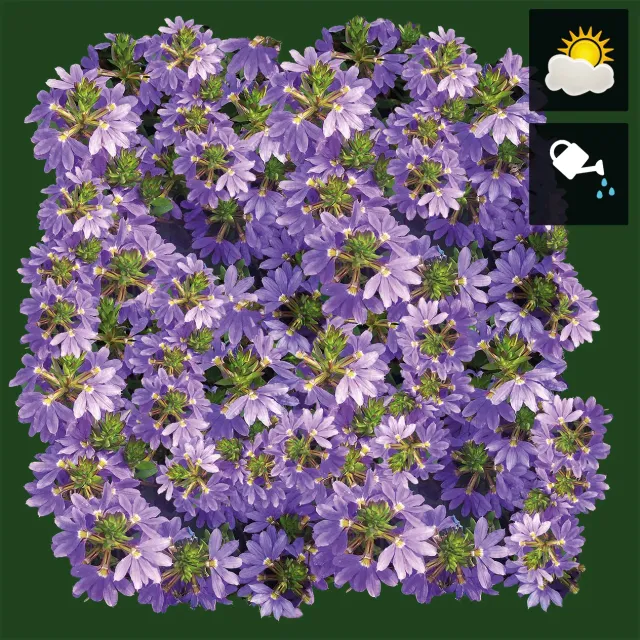 Huyskweker Gameren Scaevola FM waaierbloem blauw