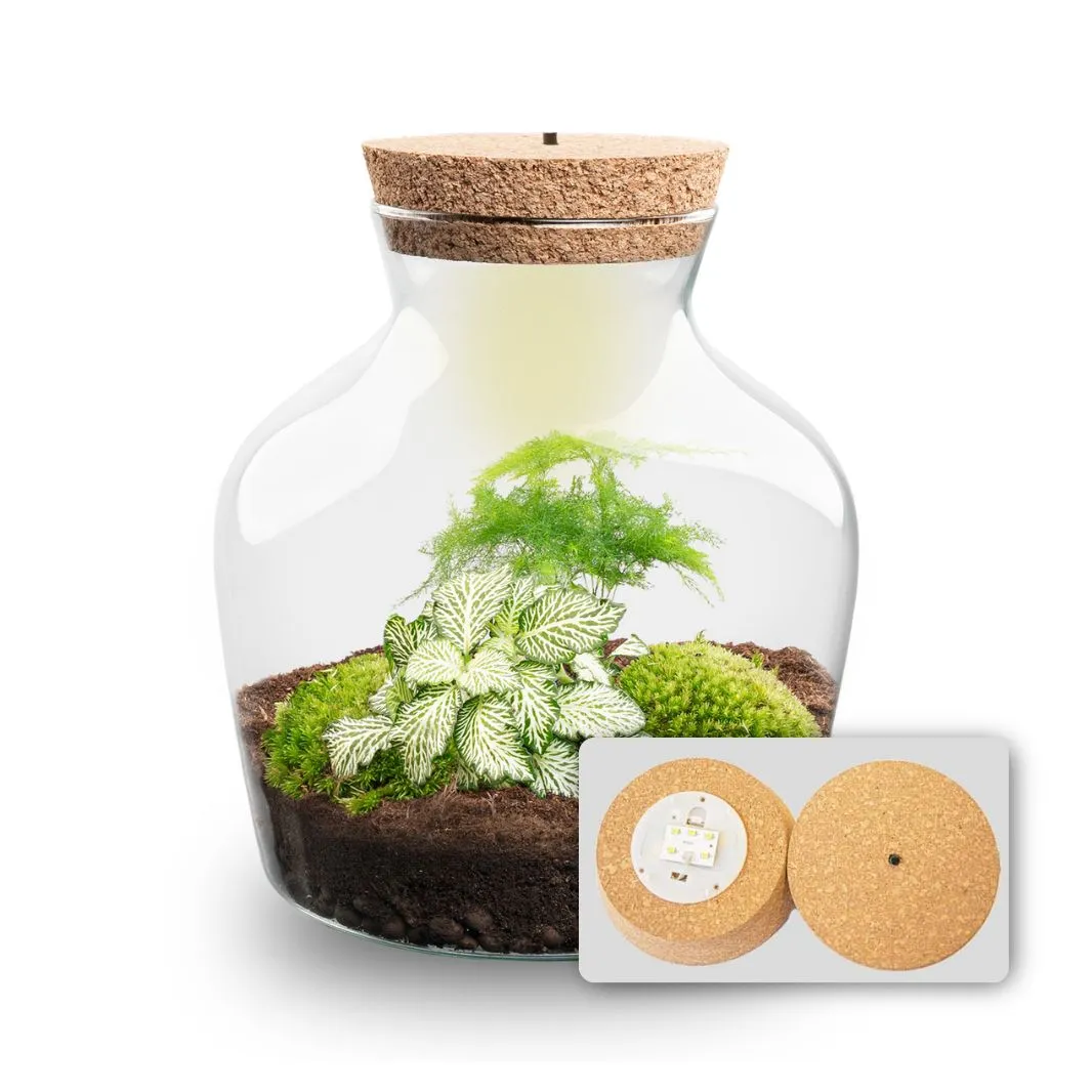 Little Joe Asparagus Fittonia planten terrarium met licht Ø20cm
