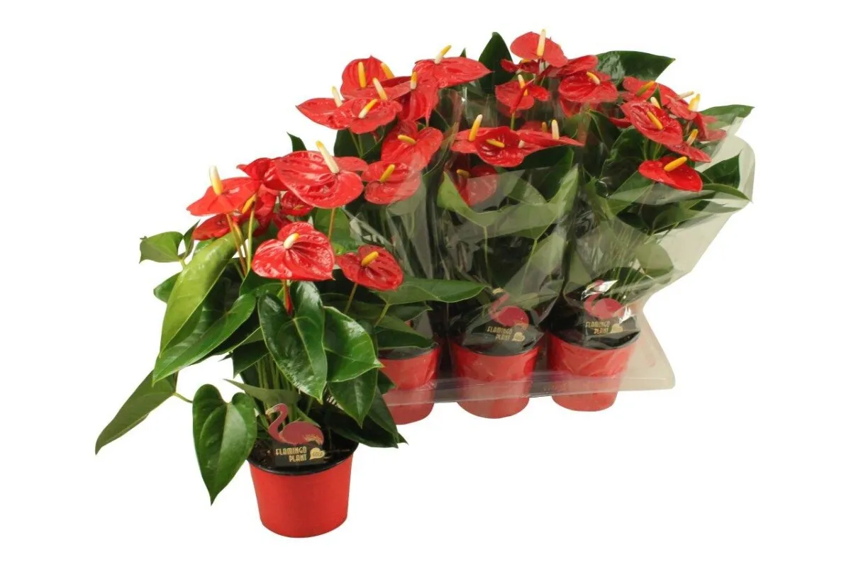 XL-Bloom YoungPlants XL.130 jonge plant Mauii Red rood